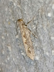 Ornativalva erubescens