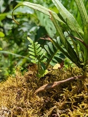 Pleopeltis polypodioides