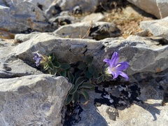 Campanula calaminthifolia