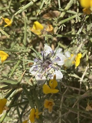 Nigella degenii