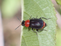 Collops tricolor