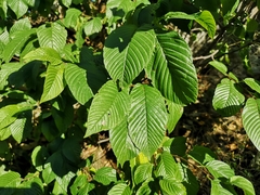 Rhamnus fallax