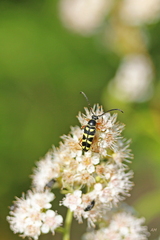 Typocerus sparsus