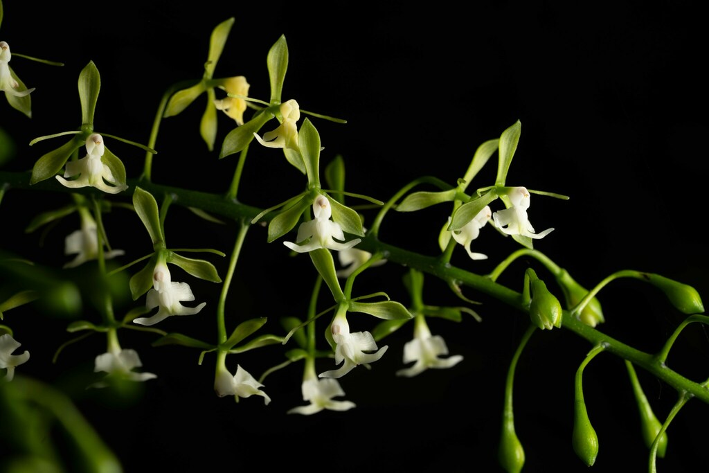 Epidendrum macroceras Schltr. 2