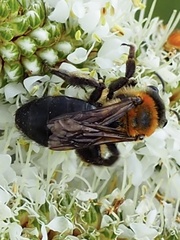 Andrena lupinorum