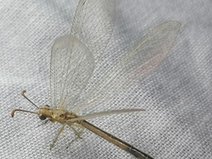 Macronemurus appendiculatus