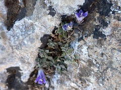 Campanula calaminthifolia