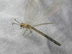Macronemurus appendiculatus