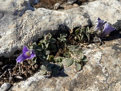 Campanula calaminthifolia