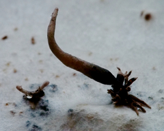 Xylaria allantoidea