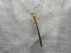 Macronemurus appendiculatus
