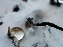 Xylaria allantoidea