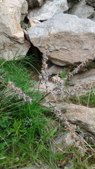 Xanthium catharticum