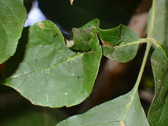 Prociphilus fraxinifolii