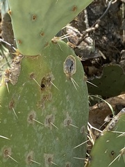 Phyllosticta concava
