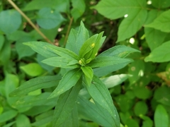 Asphondylia solidaginis