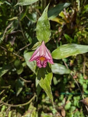 Sobralia rosea