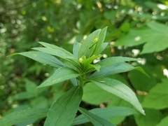 Asphondylia solidaginis