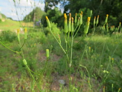 Crepis pulchra