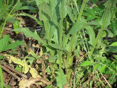 Crepis pulchra
