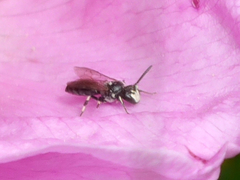 Hylaeus annulatus