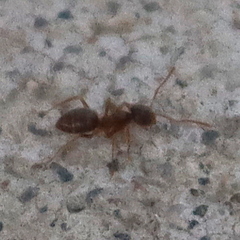 Lasius