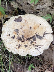 Lactarius yazooensis