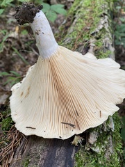 Lactarius yazooensis