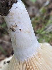 Lactarius yazooensis