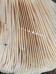 Lactarius yazooensis