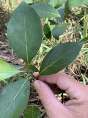 Cryptocarya onoprienkoana