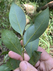 Cryptocarya onoprienkoana