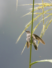 Talaphorus chlorocercus