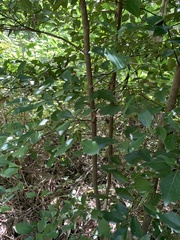 Cryptocarya onoprienkoana