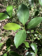 Cryptocarya onoprienkoana