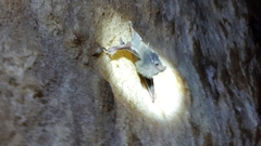 Balantiopteryx plicata