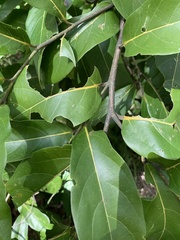 Cryptocarya onoprienkoana