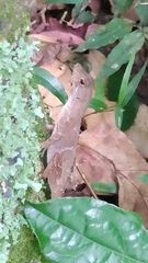Anolis schiedii