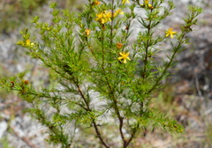 Hypericum fasciculatum