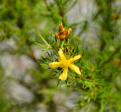 Hypericum fasciculatum