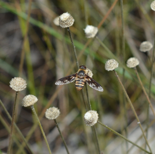 Band-winged Bee Fly photo 4