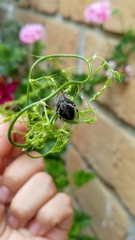 Neoscona orizabensis