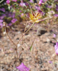 Calochortus rustvoldii