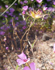 Calochortus rustvoldii