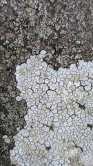 Trapelia placodioides