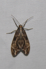Eucereon striata
