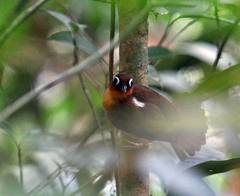 Gymnopithys rufigula