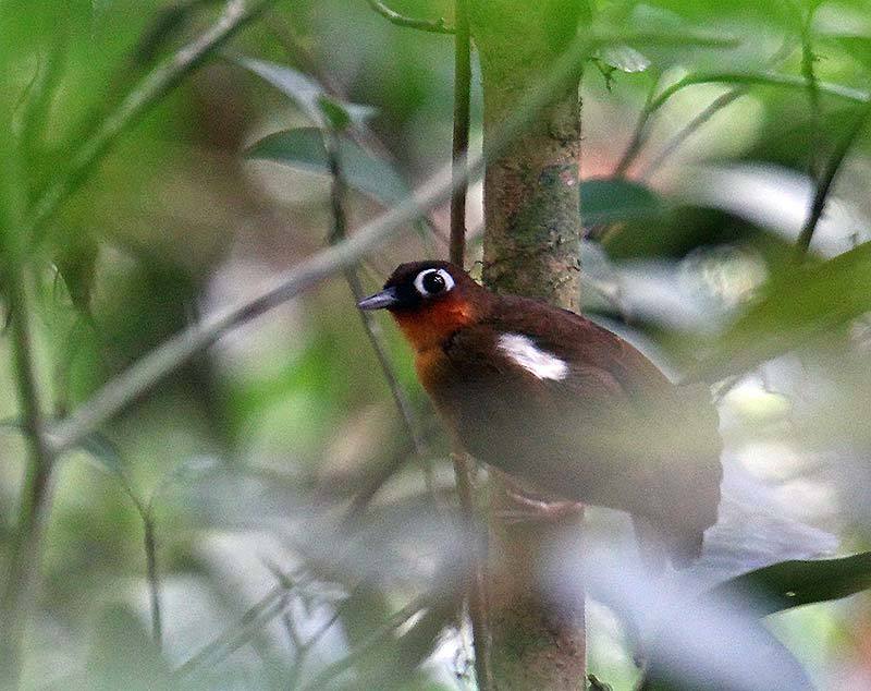 Rufous-throated Antbird illustration
