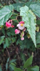 Begonia incarnata