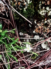 Arenaria lycopodioides